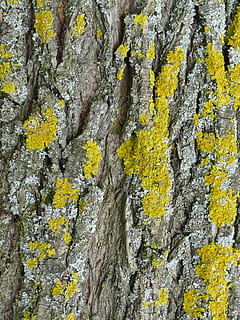 bark, lichen, tæt, gul, fuld ramme, plante, ingen mennesker, tekstureret, baggrunde, dag, vækst, træ, bagagerum, mos, træstamme, ru, tæt på, natur, klippe, udendørs, rock-objekt, skønhed i naturen, 2K, CC0, offentligt domæne, royaltyfrie