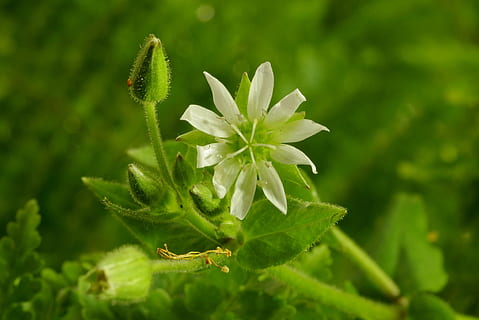 fiore, bianca, chiaro, pianta verde, minuscolo, verde, pianta, stami, macro, felce, prato, erba, natura, giardino, piccolo, i boccioli, gocce, acqua, rosa, colore verde, foglia, crescita, bellezza nella natura, pianta fiorita, fragilità, vulnerabilità, avvicinamento, freschezza, parte vegetale, nessuno, concentrarsi sulle conoscenze acquisite, inizi, infiorescenza, giorno, testa di fiore, germoglio, all'aperto, 4K, CC0, dominio pubblico, privo di copyright