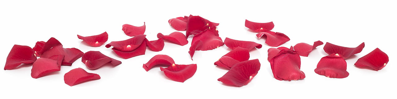 rød, blomsterblad, hvid, overflade, Rose, blomst, blade, kronblade, kronblad, natur, hvid baggrund, panoramisk, skåret ud, hvid farve, gruppe af objekter, studio skud, ingen mennesker, indendørs, gruppe, emotion, tæt på, papir, lyserød farve, skønhed, mad og drikke, gået i stykker, rosenblomst, skønhed i naturen, breaking, 5K, CC0, offentligt domæne, royaltyfrie