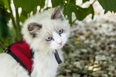 hvid, perser kat, grøn, plante, udendørs, killing, kat, katte, dyr, kæledyr, indenlandske, indenlandske kat, feline, et dyr, husdyr, pattedyr, dyre temaer, hvirveldyr, bakkenbart, fokus på forgrunden, kigger væk, leder, ingen mennesker, portræt, tæt på, dyr kropsdel, dyr hoved, 4K, CC0, offentligt domæne, royaltyfrie