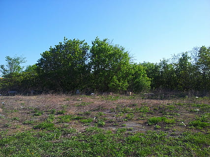 copaci, copac, iarbă, iarbă de porumb, iarba inalta, cer, albastru, verde, natură, în aer liber, pădure, plantă, creştere, teren, camp, liniște, frumusețe în natură, Culoarea verde, zi, nici o persoana, o scenă liniștită, cer senin, scenice - natura, peisaj, mediu inconjurator, scenă non-urbană, 2K, CC0, domeniu public, fără drepturi de autor