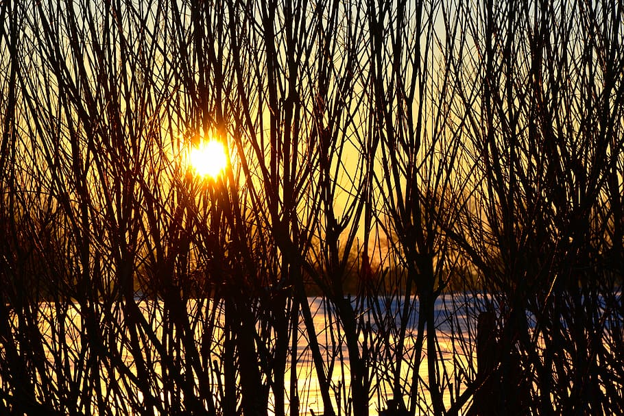 tramonto, inverno, invernale, la neve, cielo, romantico, nevoso, ultimi bagliori, umore invernale, alberi, natura, impressioni invernali, paesaggio innevato, magia invernale, romanza, Luce della sera, silhouette, albero, estate, all'aperto, la tranquillità, pianta, bellezza nella natura, sole, acqua, luce del sole, scena tranquilla, nessuno, lago, scenics - natura, crescita, riflessione, scena non urbana, riflesso lente, luminosa, 5K