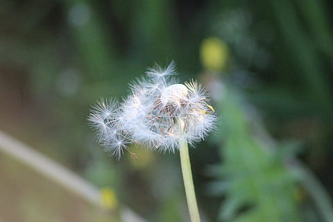 Wind, Frühling, Blumen, Knospen, Flora, zart, Pflanze, blühend, Blume, Zerbrechlichkeit, blühende Pflanze, Verletzlichkeit, Frische, Nahansicht, Schönheit in der Natur, Löwenzahn, Fokus auf den Vordergrund, Wachstum, Natur, keine Leute, Weichheit, nicht kultiviert, Tag, Pflanzenstamm, Blütenstand, draußen, Blütenkopf, Löwenzahnsamen, 5K, CC0, gemeinfrei, lizenzfrei