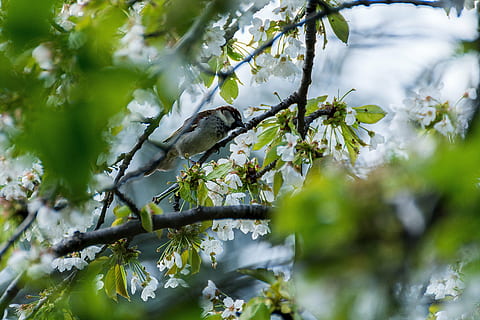 fugl, spurv, ung, tæt, fjerdragt, spurve, fouragering, natur, Sperling, vente, sulten, galapagos, i græsset, gul fugl, dyr, fugle, fuglefrø, klør ud, have, mad, spise, peck, blå tit, dyr verden, dyreliv fotografering, fede bolde, sangfugl, fjer, foder, Twitter, forår, rødbrun blågrå, grene, bandit fugl, vinter, Natureworld, træ, afdeling, dyreliv, udendørs, dyr i naturen, dyre temaer, plante, hvirveldyr, et dyr, lav vinkel visning, blad, plante del, perching, selektiv fokusering, ingen mennesker, grøn farve, skønhed i naturen, 5K, CC0, offentligt domæne, royaltyfrie