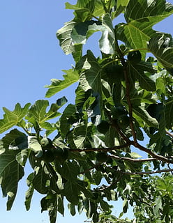 fichi, albero di fichi, albero, fogliame, le foglie, frutta, natura, foglia, parte vegetale, crescita, pianta, colore verde, Inquadratura dal basso, cielo, bellezza nella natura, nessuno, giorno, cielo sereno, ramo, avvicinamento, luce del sole, la tranquillità, freschezza, all'aperto, cibo e bevande, 1080P, CC0, dominio pubblico, privo di copyright
