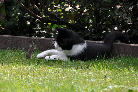 black, white, cat, lying, front, mouse, catch, hunting, play, animal, snap, pets, cute, domestic Cat, mammal, grass, outdoors, dog, nature, young Animal, plant, animal themes, one animal, domestic, domestic animals, vertebrate, feline, land, black color, no people, green color, field, relaxation, whisker, 2K, CC0, public domain, royalty free