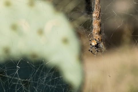 overfladisk, fokus foto, Brun, orb weaver spider, insekt, edderkop, spindelvæv, miljø, edderkoppespind, hvirvelløse, dyre temaer, dyr, dyr i naturen, arachnid, dyreliv, et dyr, leddyr, skrøbelighed, tæt på, selektiv fokusering, ingen mennesker, fokus på forgrunden, natur, overlevelse, sårbarhed, dag, udendørs, web, dyr ben, 5K, CC0, offentligt domæne, royaltyfrie