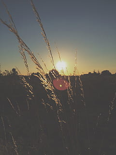 gra, posta de sol, blat de moro, bonic, sol, per la nit, planta de cereals, naturalesa, vespre, cel, planta, camp, terra, creixement, paisatge, tranquil·litat, llum solar, cultiu, bellesa a la natura, cap gent, agricultura, escena rural, medi ambient, escena tranquil·la, escenics - natura, flare de la lent, a l'aire lliure, tija, herba de Timoteu, 2K, CC0, domini públic, lliure de regalies