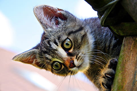 kurz beschichtet, grau, schwarz, Kätzchen, Katze, Kopf, Kater, Hauskatze, ein Tier, Säugetier, Tier, Tierthemen, Haustiere, inländisch, katzenartig, Whisker, Nahansicht, Tierkörperteil, Wirbeltier, keine Leute, suchen, Fokus auf den Vordergrund, Porträt, Tierkopf, Kamera betrachten, Tierauge, tabby, 2K, CC0, gemeinfrei, lizenzfrei