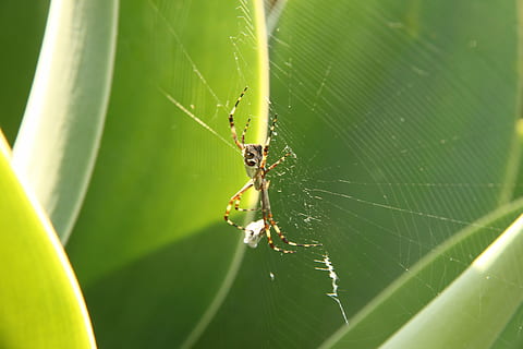 aranya, web, teranyina, aracnofobia, aràcnids, insecte, error, naturalesa, trampa, heura, animal, temes d'animals, invertebrat, fauna animal, animals a la natura, primer pla, un animal, artròpode, fragilitat, dia, part de la planta, cap gent, full, supervivència, color verd, a l'aire lliure, cames d’animal, 4K, CC0, domini públic, lliure de regalies