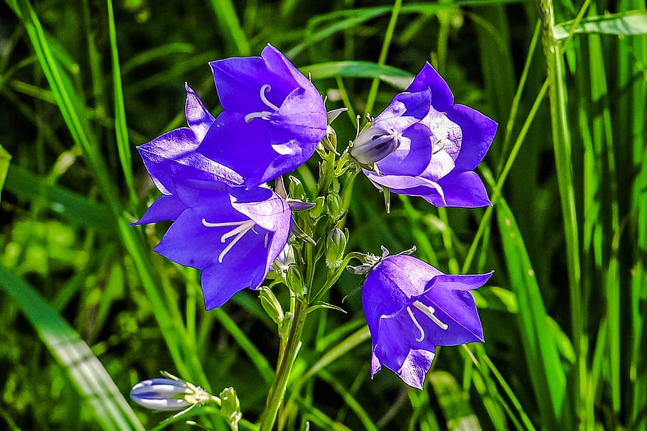 per sempre, flors, priroda, planta, planta amb flors, flor, bellesa a la natura, pètal, creixement, vulnerabilitat, fragilitat, porpra, cap de flor, frescor, inflorescència, primer pla, naturalesa, color verd, cap gent, centrar-se en primer pla, blau, dia, camp, iris, iris - planta, 5K