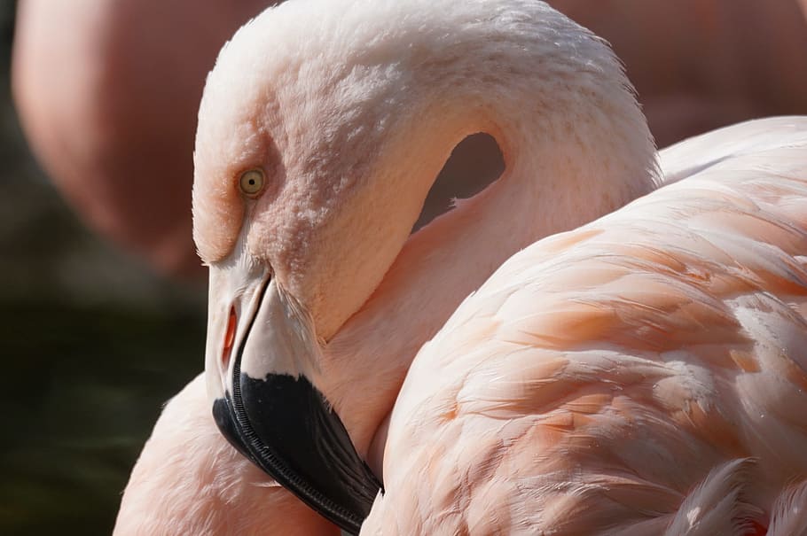 primer pla, foto, flamenc, ocell, tancar, temes d'animals, animal, vertebrats, fauna animal, animals a la natura, un animal, bec, part del cos dels animals, ploma, centrar-se en primer pla, preening, cap gent, aigua, dia, color rosa, naturalesa, cap d’animals, coll d'animals, ocell d’aigua dolça, 2K