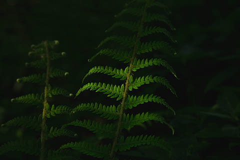 grüne Pflanzen, Nahansicht, Foto, Grün, blätterte, Pflanzen, schwarz, grünes Blatt, drucken, Textil-, Farn, Blatt, Adlerfarn, Natur, Pflanze, grüne Farbe, Wald, Hintergründe, Makro, Frische, Wachstum, Baum, üppiges Laub, Sommer-, draußen, Umgebung, Wedel, keine Leute, Schönheit in der Natur, Pflanzenteil, Fokus auf den Vordergrund, Tag, Ruhe, natürliches Muster, selektiver Fokus, Botanik, Zerbrechlichkeit, 5K, CC0, gemeinfrei, lizenzfrei