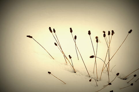 Winter, Schnee, winterlich, Weiß, Licht, Natur, Schatten, Pulverschnee, schneebedeckt, Licht und Schatten, funkeln, Gräser, schließen, keine Leute, Studioaufnahme, Pflanzenstamm, drinnen, Nahansicht, Himmel, Stillleben, Pflanze, Vignette, Flachwinkelansicht, Ruhe, Silhouette, farbiger Hintergrund, Tag, Schönheit in der Natur, Wachstum, 4K, CC0, gemeinfrei, lizenzfrei