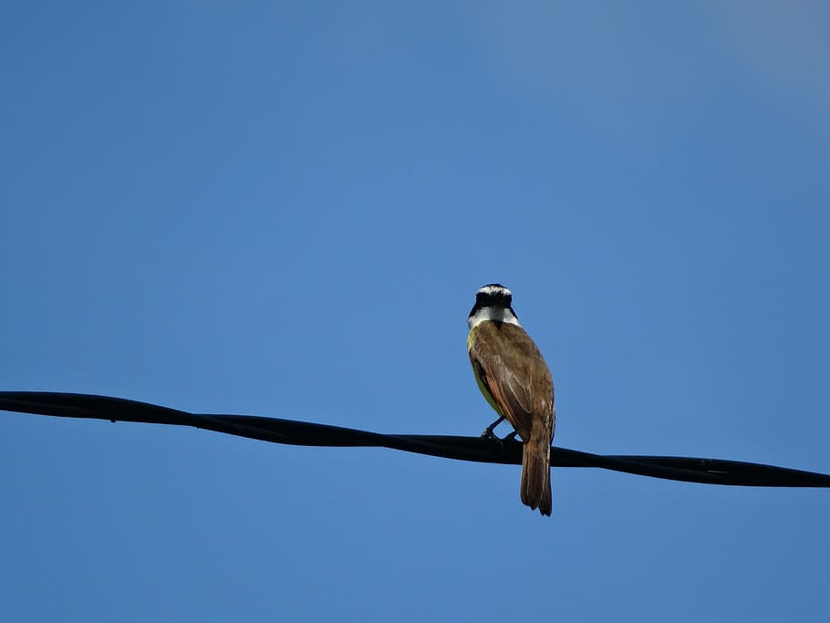 cel blau, ocell, tranquil·litat, immensitat, temes d'animals, animal, vertebrats, fauna animal, posat, un animal, animals a la natura, cel, cable, blau, cap gent, còpia espai, cel clar, branca, naturalesa, vista d’angle baix, electricitat, a l'aire lliure, dia, Font d'alimentació, línia telefònica, 5K