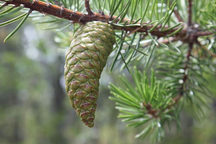 espineta, arbre, conífera, cocote, dia, naturalesa, creixement, cap gent, color verd, planta, centrar-se en primer pla, primer pla, bellesa a la natura, menjar, menjar i beguda, frescor, alimentació saludable, branca, a l'aire lliure, penjant, fruita, fruita tropical, pinya de pi, pi, arbre de coníferes, 5K