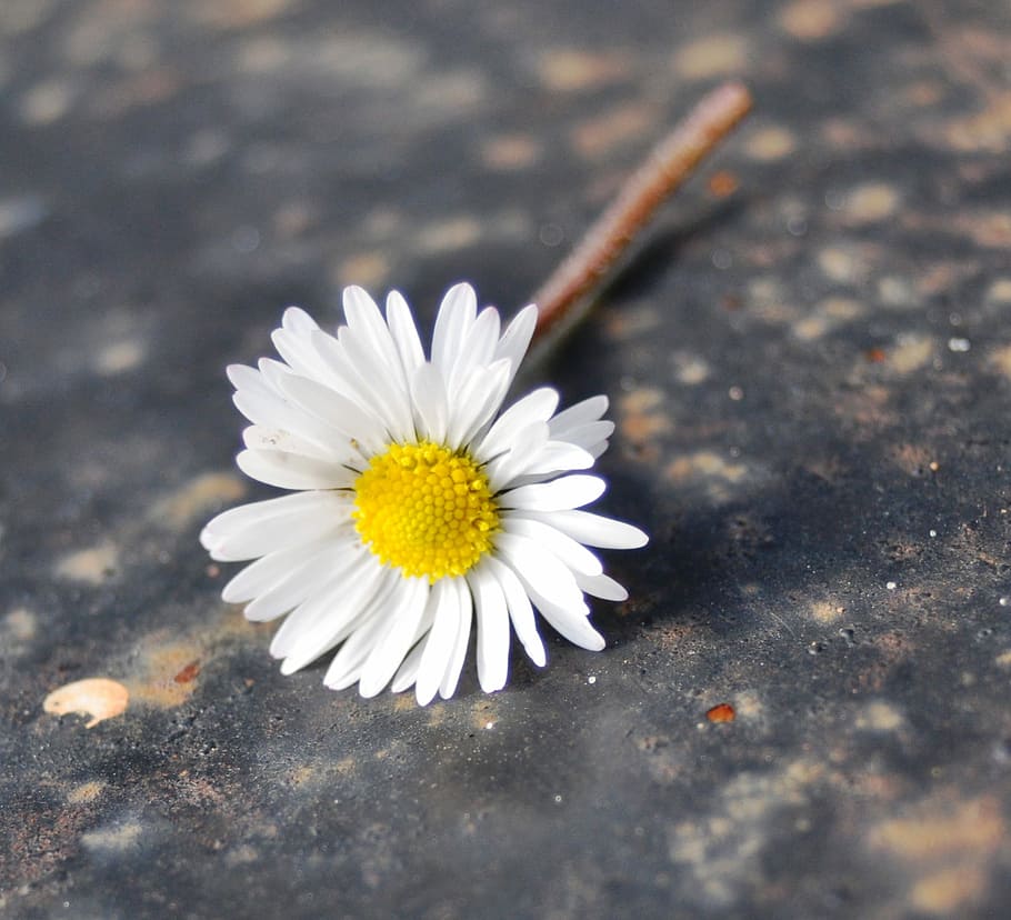 daisy, natur, perspektiv, blomst, hvid farve, blomsterhoved, skrøbelighed, kronblad, tæt på, blomstrende plante, sårbarhed, friskhed, plante, skønhed i naturen, blomsterstand, dag, pollen, selektiv fokusering, vej, ingen mennesker, vækst, udendørs, blødhed, 1080P