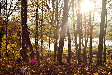 Wald, Bäume, Gegenlicht, Sonnenlicht, Reflexionen, Strahlen, Sonnenstrahl, Herbst, kahl, Baumstämme, Lichteinfall, Blätter, Sonne, Stimmung, vorübergehend, hoffen, Herbstlicht, Herbstwald, Baum, Pflanze, Land, Kofferraum, Baumstamm, Ruhe, Schönheit in der Natur, Natur, Wachstum, ruhige Szene, Linseneffekt, Tag, Szenen - Natur, Nicht-städtische Szene, Landschaft, keine Leute, draußen, Veränderung, Streaming, hell, 5K, CC0, gemeinfrei, lizenzfrei