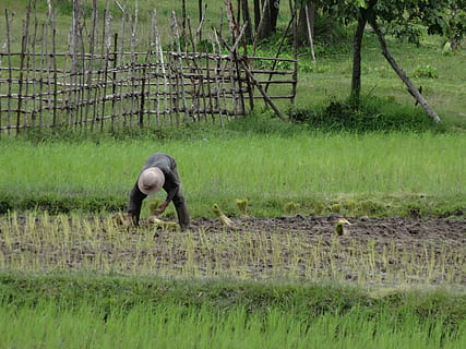 lavorare duramente, campo, riso, lavoro, laborioso, Cambogia, erba, animali allo stato selvatico, animale, fauna selvatica, un animale, colore verde, pianta, terra, crescita, persone reali, natura, una persona, giorno, paesaggio, albero, curvatura, lunghezza intera, scena rurale, contadino, in piedi, agricoltura, vertebrato, all'aperto, giardinaggio, 4K, CC0, dominio pubblico, privo di copyright