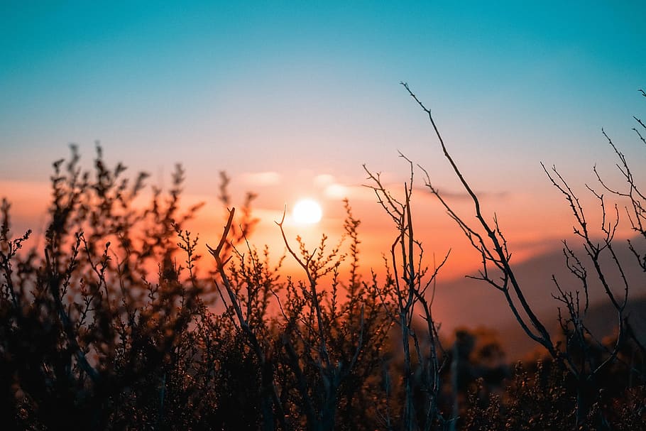 silueta, planta, posta de sol, selectiu, focalitzar la fotografia, silueta de plantes sense fulles, daurat, hores, arbre, branca, sortida del sol, blau, cel, bellesa a la natura, tranquil·litat, escenics - natura, sol, escena tranquil·la, llum solar, naturalesa, color taronja, idíl·lic, núvol - cel, cap gent, escena no urbana, creixement, paisatge, a l'aire lliure, cel romàntic, 5K
