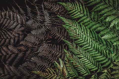 Muster, Desktop, Natur, abstrakt, Blatt, Nahansicht, Farn, Flora, Holz, Farbe, Dekoration, Baum, Hintergründe, Vollbild, Wachstum, keine Leute, Pflanze, Schönheit in der Natur, grüne Farbe, Pflanzenteil, Tag, natürliches Muster, High Angle View, draußen, Botanik, Ruhe, Nadelbaum, 1080P, CC0, gemeinfrei, lizenzfrei