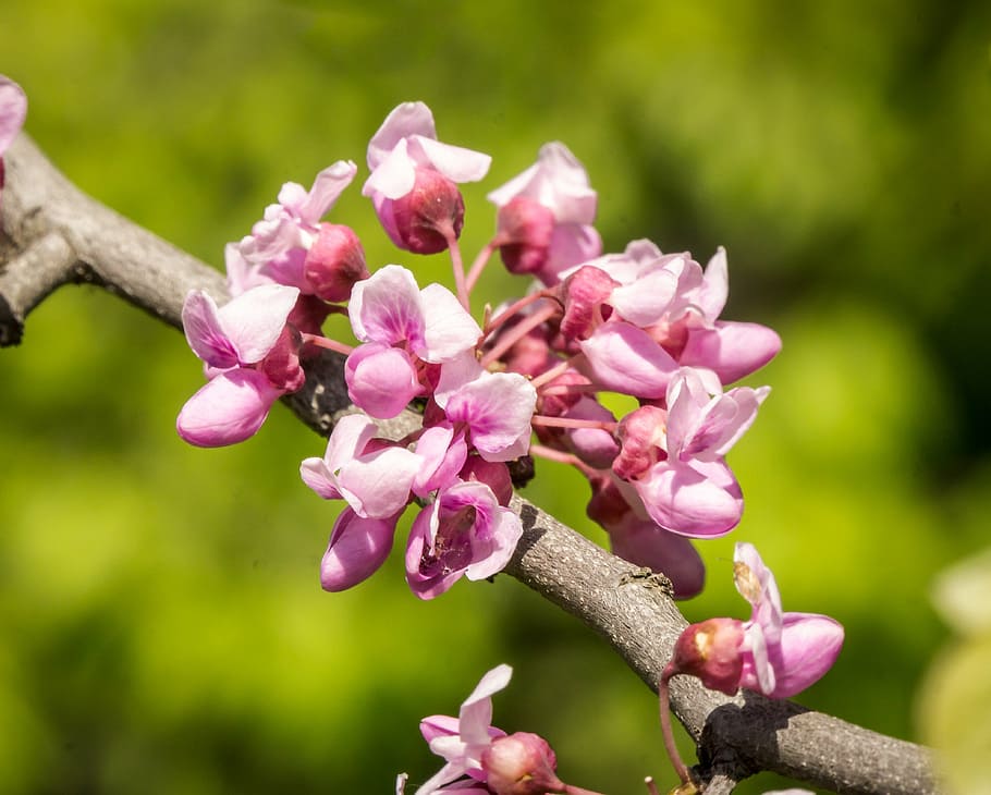 brots vermells orientals, primavera, rosa, grups, macro, colorit, vibrant, abril, planta, natural, ornamentals, a l'aire lliure, temporada, esperança, florint, naturalesa, branca, color rosa, arbre, pètal, cap de flor, flor, primer pla, frescor, planta amb flors, vulnerabilitat, bellesa a la natura, fragilitat, creixement, centrar-se en primer pla, dia, cap gent, inflorescència, lila, 4K