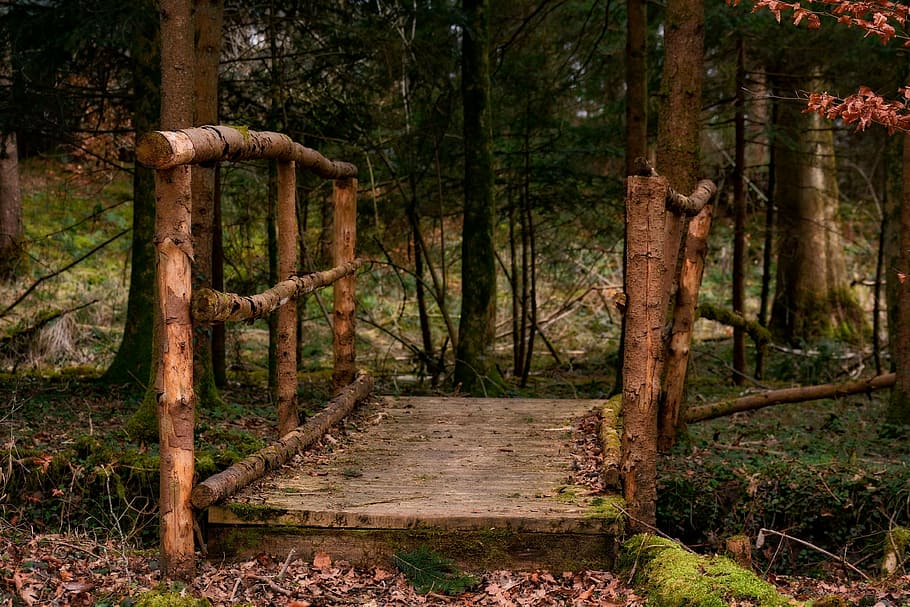 fotografía, de madera, puente, tiempo de día, bosque, web, paseo marítimo, antiguo, naturaleza, otoño, camino forestal, transición, madera, edificio, construcción, atmósfera, místico, árbol, sendero, al aire libre, material de madera, hoja, tierra, planta, tranquilidad, dirección, el camino a seguir, nadie, el maletero, crecimiento, tronco de arbol, escena tranquila, día, belleza en la naturaleza, escena no urbana, paisajes - naturaleza, 4K