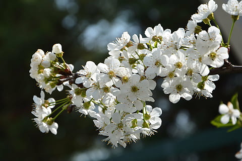 ciliegia, fiore, rametto, primavera, natura, fiori di primavera, giardino, macro, vicino, pianta, tacchino, macro chichewa, germoglio, colpi di dettaglio, sfondo, bellissimo, chichewa primavera, bianca, cielo, incidentalmente primavera, fiori bianchi, ramo di ciliegio, pianta fiorita, freschezza, fragilità, vulnerabilità, bellezza nella natura, crescita, Colore bianco, fiorire, avvicinamento, testa di fiore, petalo, concentrarsi sulle conoscenze acquisite, infiorescenza, albero, giorno, ramo, nessuno, all'aperto, polline, fiore di ciliegio, ciliegio, 5K, CC0, dominio pubblico, privo di copyright