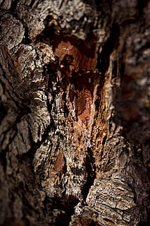 fyr, sap, træ, klæbrig, Brun, mønster, fyrretræ, saft, natur, træ - materiale, baggrunde, bark, tæt på, træstamme, tekstureret, Skov, makro, ru, materiale, abstrakt, gammel, ingen mennesker, bagagerum, selektiv fokusering, plante, fuld ramme, naturligt mønster, dag, plantebark, fokus på forgrunden, udendørs, tekstureret effekt, naturlig tilstand, 5K, CC0, offentligt domæne, royaltyfrie