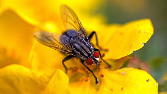 latać, kwiat, makro, owad, kwitnąć, lato, blisko, hoverfly, roślina, żółty, robactwo, makro owadów, nogi, Natura, bezkręgowy, zwierzęca przyroda, tematy zwierzęce, zwierzę, zwierzęta na wolności, jedno zwierzę, skrzydło zwierzęce, zbliżenie, wrażliwość, piękno natury, roślina kwitnąca, kruchość, selektywne skupienie, płatek, żadnych ludzi, głowa kwiatu, na dworze, powiększenie, motyl - owad, zapylanie, 5K, CC0, domena publiczna, darmowe zdjęcia