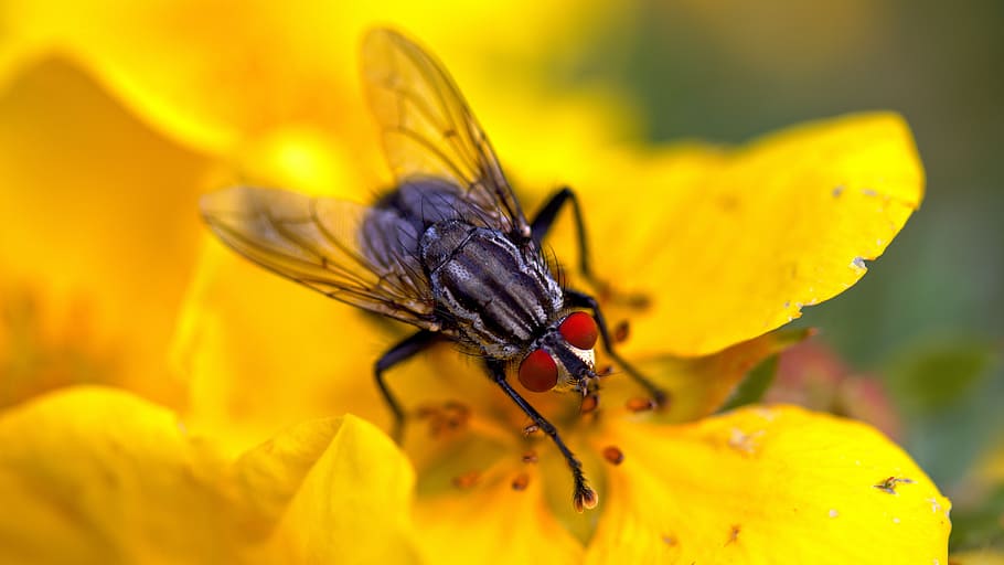 latać, kwiat, makro, owad, kwitnąć, lato, blisko, hoverfly, roślina, żółty, robactwo, makro owadów, nogi, Natura, bezkręgowy, zwierzęca przyroda, tematy zwierzęce, zwierzę, zwierzęta na wolności, jedno zwierzę, skrzydło zwierzęce, zbliżenie, wrażliwość, piękno natury, roślina kwitnąca, kruchość, selektywne skupienie, płatek, żadnych ludzi, głowa kwiatu, na dworze, powiększenie, motyl - owad, zapylanie, 5K