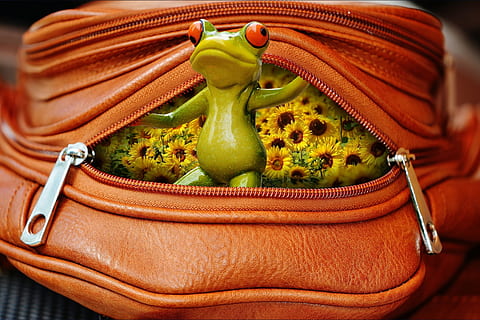 rã, Bolsa, fecho eclair, abrir, fofa, doce, engraçado, cor verde, vegetal, ninguém, fechar-se, dentro de casa, frescura, Comida, comida e bebida, Alimentação saudável, cor laranja, bem-estar, recipiente, fruta, têxtil, ainda vida, focar em primeiro plano, couro, utensílio de cozinha, 1080P, CC0, domínio público, royalty free
