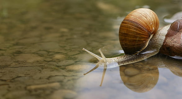marró, gris, cargol, shell, aigua, bassal, macro, sota l'aigua, pedra, creuar, perill d’aigua, duplicació, fauna animal, invertebrat, animal, temes d'animals, animals a la natura, mol·lusc, un animal, gasteròpode, closca d’animals, part del cos dels animals, primer pla, antena animal, reflexió, cap gent, avorriment, naturalesa, enfocament selectiu, insecte, rastreig, nivell superficial, 1080P, CC0, domini públic, lliure de regalies