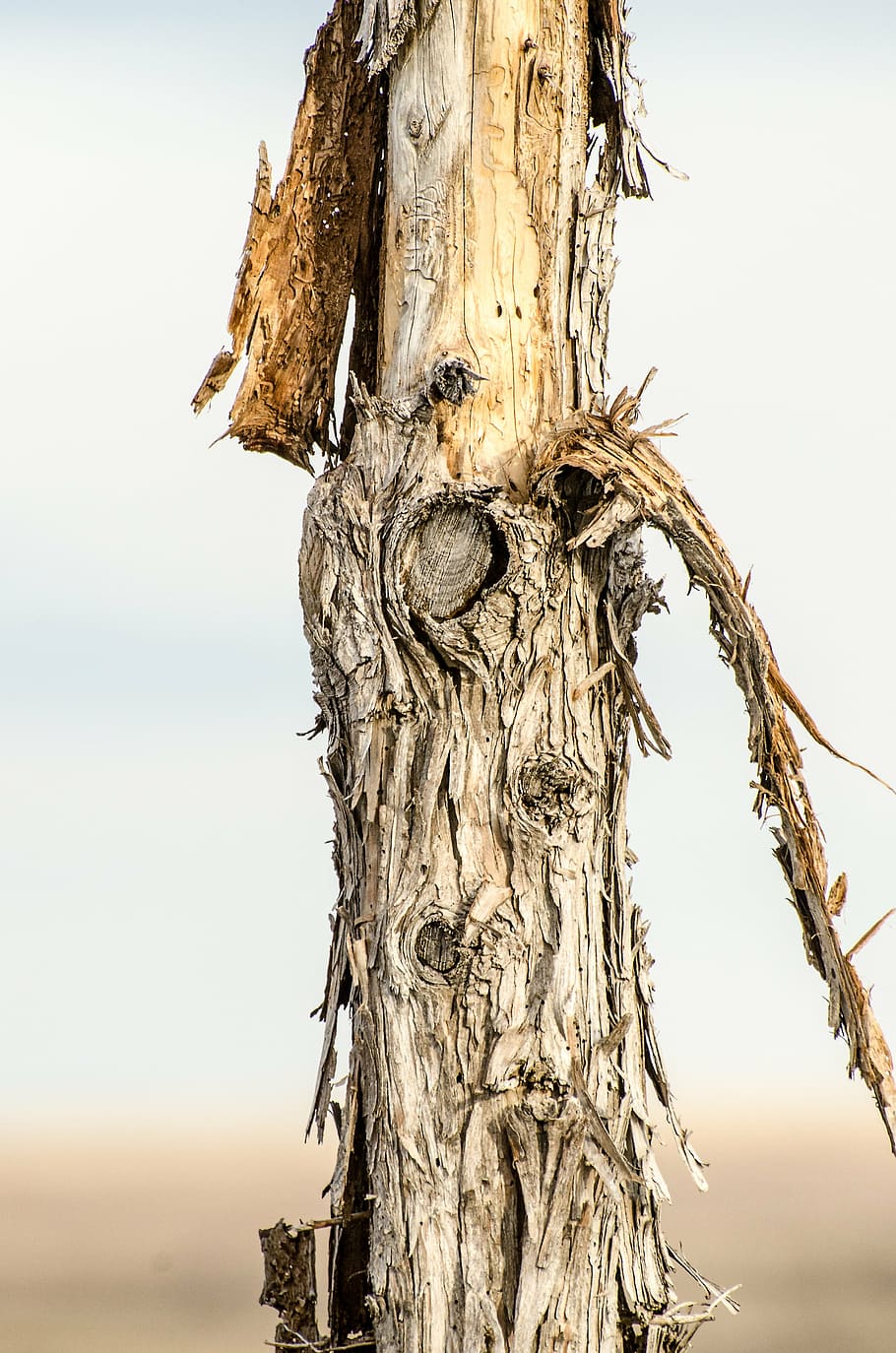 publicació, escorça, descamació, rústic, Occidental, vintage, fusta, tanca, pol, textura, vell, granja, país, cable, ranxo, pastures, bestiar, ramat, barbwire, barrera, arbre, tronc de l'arbre, tronc, planta, naturalesa, cel, cap gent, dia, centrar-se en primer pla, tranquil·litat, a l'aire lliure, material de fusta, planta morta, creixement, aspre, branca, primer pla, bellesa a la natura, 4K