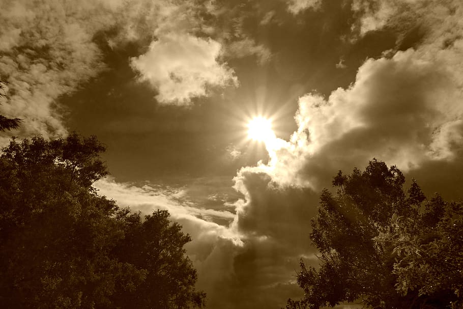 skyer, cumulus, sol, solstråler, himmel, bibelsk, skyer himmel, himlen skyer, luft, atmosfære, cloudscape, trætoppene, sepia, monokrom, solstråle, sky - himmel, natur, sollys, træ, skønhed i naturen, plante, ingen mennesker, lav vinkel visning, scenics - natur, ro, rolig scene, dag, udendørs, linseflare, idyllisk, vækst, lyse, trætop, streaming, Stærkt oplyst, 4K