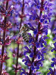 api, macro, fiore, insetto, pianta, viola, blu, vicino, natura, animali allo stato selvatico, temi animali, animale, un animale, pianta fiorita, fauna selvatica, bellezza nella natura, fragilità, crescita, vulnerabilità, freschezza, invertebrato, petalo, testa di fiore, avvicinamento, impollinazione, nessuno, Ape, all'aperto, primavera, 4K, CC0, dominio pubblico, privo di copyright