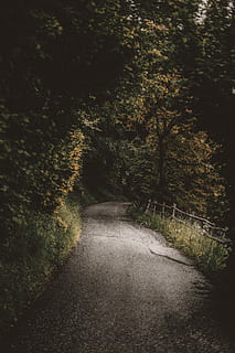 braun, Beton, Straße, umgebung, Bäume, grau, Asphaltstraße, Mitte, Wald, Natur, Gehen, Pfad, Frühling, Baum, Richtung, Pflanze, der Weg nach vorn, Transport, keine Leute, Ruhe, Wachstum, Schönheit in der Natur, abnehmende Perspektive, ruhige Szene, Fußweg, Tag, Land, Nicht-städtische Szene, draußen, Szenen - Natur, 4K, CC0, gemeinfrei, lizenzfrei