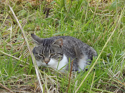 gatto, bestia, riposo, un animale, erba, felino, temi animali, gatto domestico, domestico, animali domestici, mammifero, animale, pianta, campo, vertebrato, terra, colore verde, natura, nessuno, giorno, baffo, soriano, 4K, CC0, dominio pubblico, privo di copyright