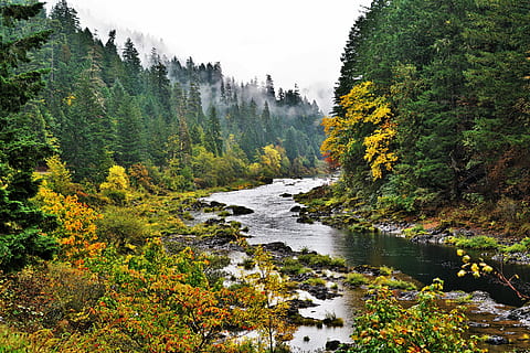 flod, omgivet, træer, flod mellem skov, bjerg, træ, Skov, klippe, vand, Sky, sten, plante, faldfarve, strøm, grøn, natur, skønhed i naturen, scenics - natur, efterår, vækst, ro, rolig scene, ingen mennesker, ikke-urbane scene, jord, lave om, dag, grøn farve, flydende vand, udendørs, flyder, 8K, CC0, offentligt domæne, royaltyfrie