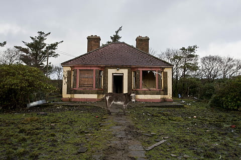 marrón, blanco, ganado, casa, tiempo de día, caballo, frente, árbol, Burro, naturaleza, ruina, antiguo, residencia, residencial, ventana, vivienda, ladrillo, techo, edificio, hierba, animal, un animal, temas de animales, mamífero, planta, mascotas, vertebrado, animales domesticos, arquitectura, estructura construida, nadie, nacional, nube - cielo, cielo, día, fauna animal, exterior del edificio, 4K, CC0, dominio público, libre de derechos
