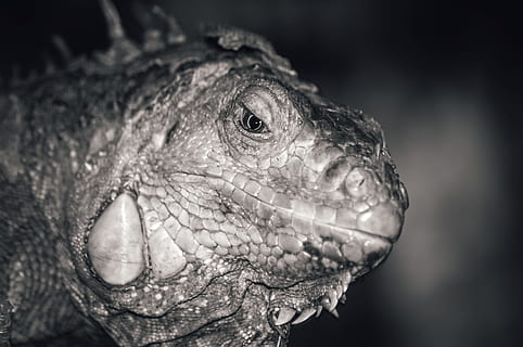 iguana, llangardaix, macro, naturalesa, rèptil, vida salvatge, fauna, animal, primer pla, criatura, detall, verd, Iguana verda, horitzontal, drac, salvatge, retrat, bw, negre, blanc, blanc i negre, vertebrats, tonificat, un animal, temes d'animals, fauna animal, part del cos dels animals, animals a la natura, cap d’animals, centrar-se en primer pla, cap gent, vista lateral, mirant, escala d’animals, mirant cap a fora, vista del perfil, ull d’animals, boca d’animals, 4K, CC0, domini públic, lliure de regalies