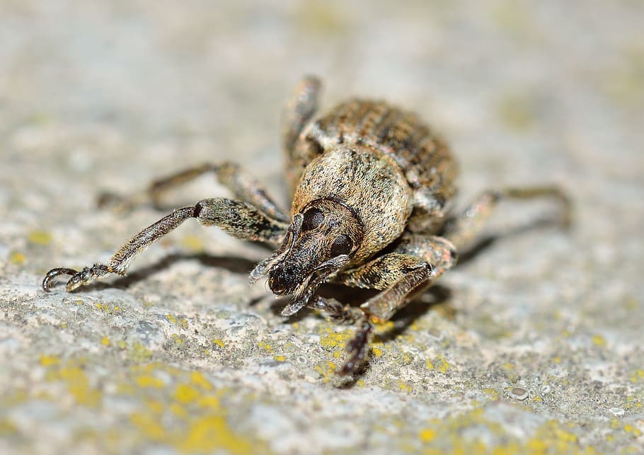 hmyz, brouci, weevil, zvíře, Příroda, volně žijících živočichů, detail, makro, pavoukovec, malý, pavouk, jednoho zvířete, zvířat, zvířata ve volné přírodě, selektivní zaměření, nikdo, bezobratlý, členovců, den, část těla zvířete, venku, zoologie, přistát, zvířecí noha, námořní, 2K
