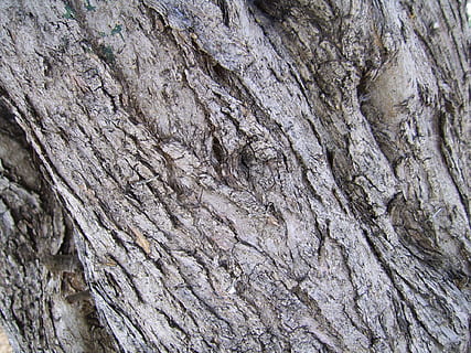 escorça d'arbre, olivera, tronc de l'arbre, escorça d'olivera, escorça, arbre, textura, superfície rugosa, fusta, coberta protectora, cobertura, tronc, extingit, naturalesa, primer pla, fons, marc complet, aspre, cap gent, dia, patró, planta, escorça de la planta, a l'aire lliure, formació de roca, patró natural, rock, rock - object, bellesa a la natura, efecte texturat, capes, 1080P, CC0, domini públic, lliure de regalies