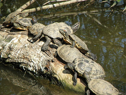 trachemys scripta elegans, tartaruga, gruppo, sole, sforzo, acqua, rettile, fauna selvatica, temi animali, animale, animali allo stato selvatico, lago, vertebrato, gruppo di animali, natura, anfibio, nessuno, giorno, conchiglia, guscio di animale, guscio di tartaruga, marino, 2K, CC0, dominio pubblico, privo di copyright