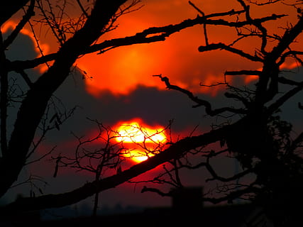 apus de soare, soare, cer, ușoară, a arde, strălucire, siluetă, lumina din spate, copac, copaci, nori, portocale, roșu, natură, amurg, cu iluminare din spate, pasăre, culoare portocalie, ramură, plantă, frumusețe în natură, arbore gol, liniște, scenice - natura, o scenă liniștită, nici o persoana, nor - cer, în aer liber, vedere unghiulară joasă, idilic, trompă, scenă non-urbană, cerul romantic, 4K, CC0, domeniu public, fără drepturi de autor