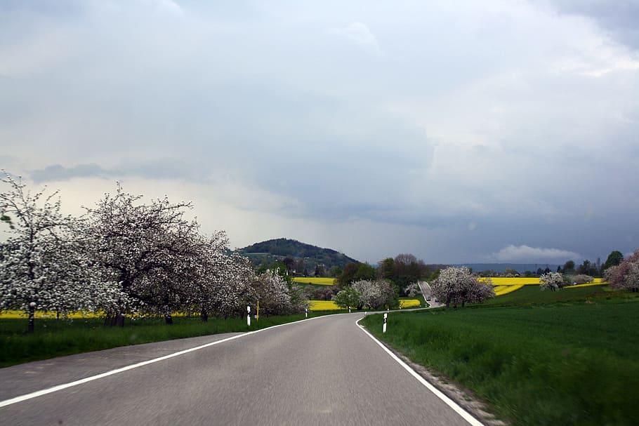 carretera, camps de colza, primavera, hegau, paisatge, cel, rural, escènic, terra, colza, transport, arbre, núvol - cel, direcció, planta, el camí a seguir, naturalesa, cap gent, signe, símbol, dia, bellesa a la natura, medi ambient, marcatge de carreteres, marcatge, escena no urbana, a l'aire lliure, perspectiva decreixent, 4K