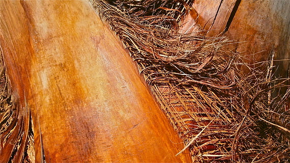Baum, Kofferraum, Textur, Borke, Palme, Gemüse, Natur, Holz, keine Leute, Nahansicht, Pflanze, braun, Tag, draußen, Holz - Material, High Angle View, Gelb, Stillleben, Baumstamm, Land, orange Farbe, Sonnenlicht, beschädigt, 4K, CC0, gemeinfrei, lizenzfrei