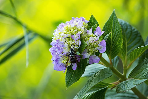 Biene, Blume, Pollen, Insekt, fliegend, Blatt, Pflanze, grüne Farbe, Natur, lila, blühende Pflanze, Schönheit in der Natur, Frische, Pflanzenteil, Zerbrechlichkeit, Nahansicht, Verletzlichkeit, Wachstum, Blütenkopf, Blütenblatt, Fokus auf den Vordergrund, Tag, keine Leute, Blütenstand, selektiver Fokus, draußen, Frühling, 1080P, CC0, gemeinfrei, lizenzfrei