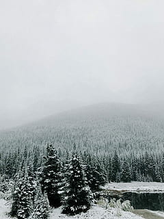 snødekte trær, snødekt, trær, skyet, himmel, fjell, tre, skog, vinter, snø, Sky, tåke, kald, landskap, is, iphone, innsjø, bleknet, anlegg, ro, skjønnhet i naturen, rolig scene, kaldtemperatur, miljø, natur, naturskjønnhet - natur, ikke-urbane scene, ingen folk, land, dag, vekst, utendørs, 4K, CC0, offentlig domene, opphavsrett gratis
