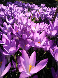 azafrán, primavera, Dom, deshielo, despertar, naturaleza, flor, púrpura, planta, color rosa, pétalo, hoja, cabeza de flor, planta floreciendo, frescura, vulnerabilidad, fragilidad, belleza en la naturaleza, crecimiento, de cerca, nadie, inflorescencia, día, al aire libre, filtro de postproducción automática, polen, cama de flores, 2K, CC0, dominio público, libre de derechos
